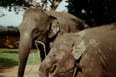 elephants_1.jpg