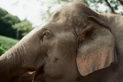 elephats_3.jpg